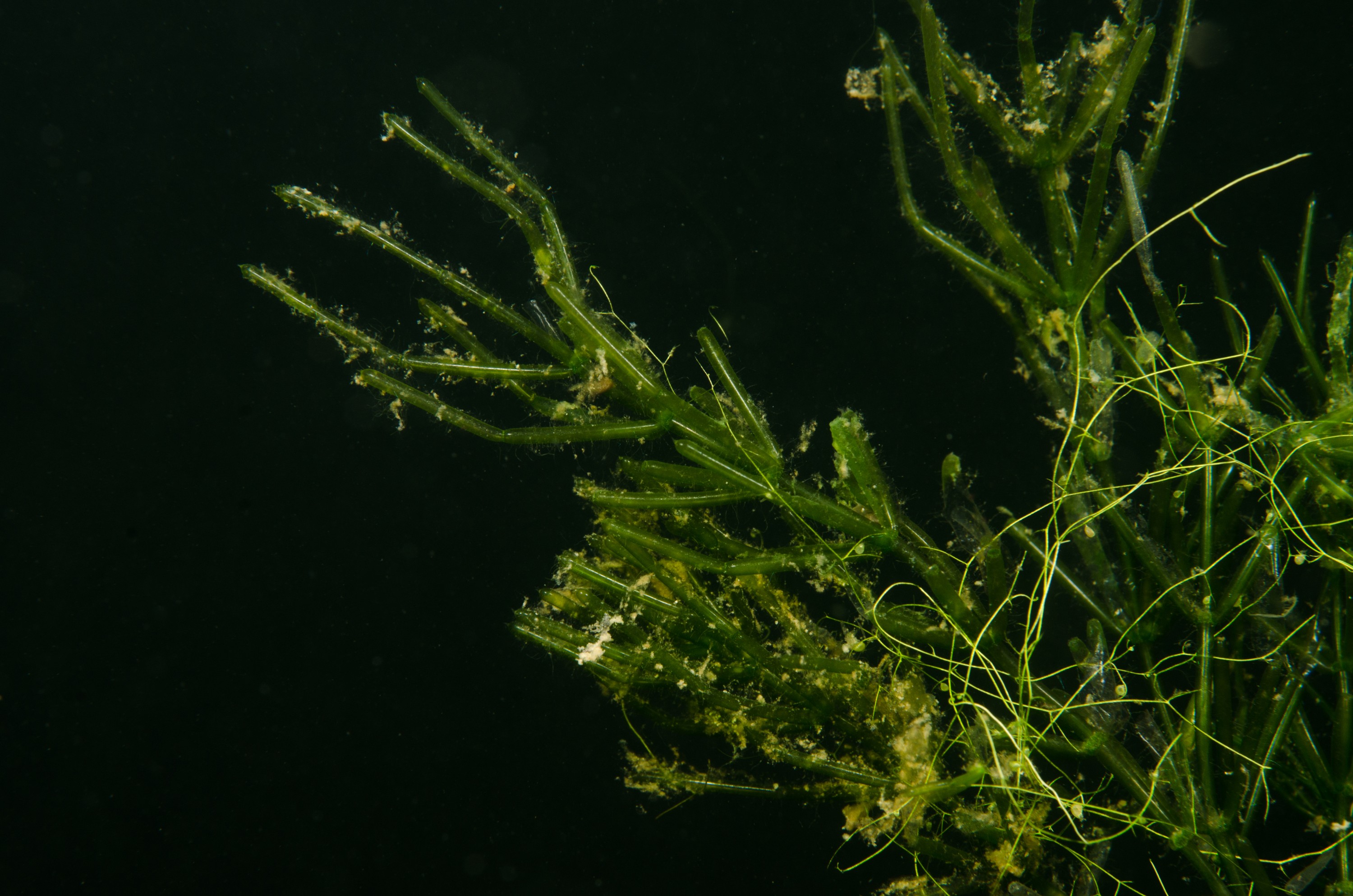 DSC_0732 – Chara australis, Northland NZ., Utricularia gibba, bladderwort, crispin, new, northland, nz, zealand, JAN17